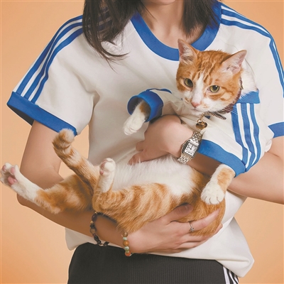 “铲屎官”钱包不保！宠物运动衫受宠