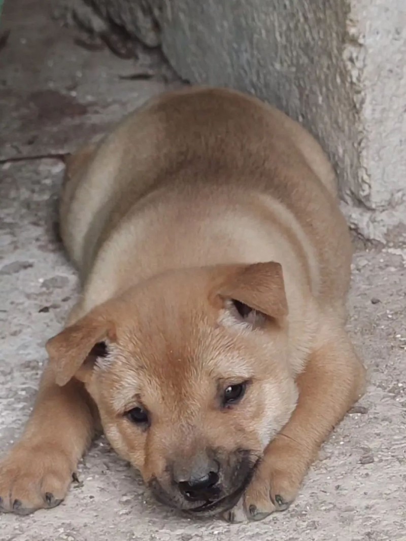 (散文) 父亲的小黄狗(图1)